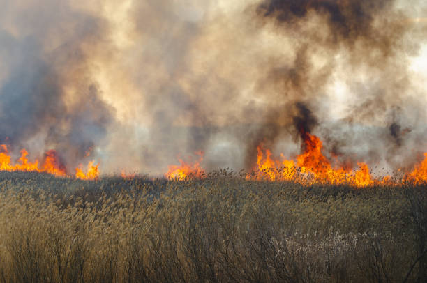 istock Strong fire and smoke, grass and reeds in flames.Black smoke. 1143211599