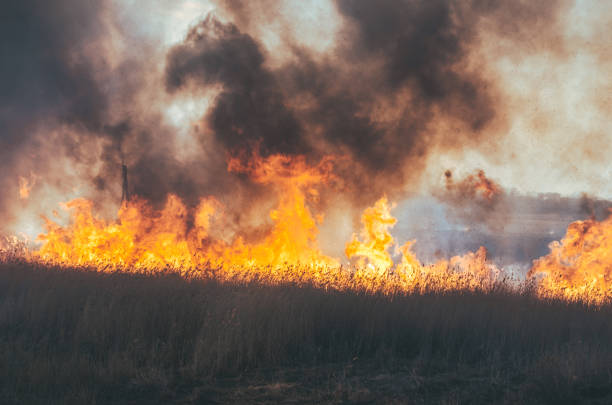 istock Strong fire and smoke, grass and reeds in flames.Black smoke. 1143211798