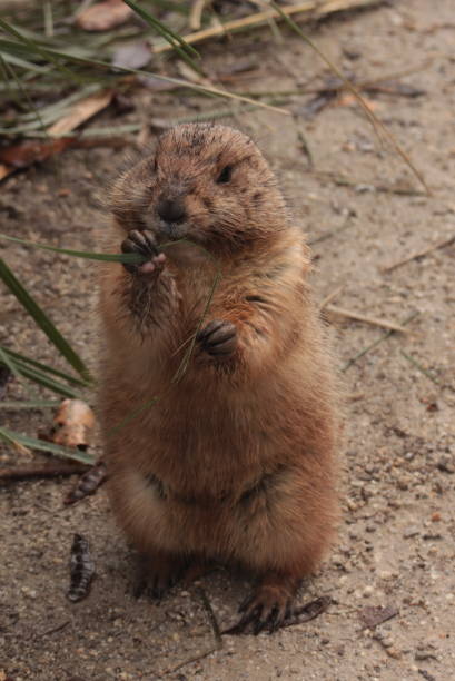 istock The spermophilus citellus gopher, ground squirrel, cute Brown animal 1143212404