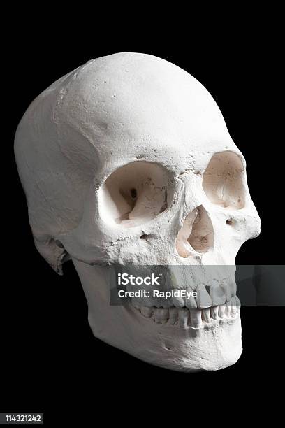 스컬 검정색 배경에 대한 스톡 사진 및 기타 이미지 - 검정색 배경, 사람 두개골, 사람 뼈