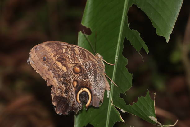 istock Tropical butterfly, owl butterfly (Caligo eurilochus) 1143212486