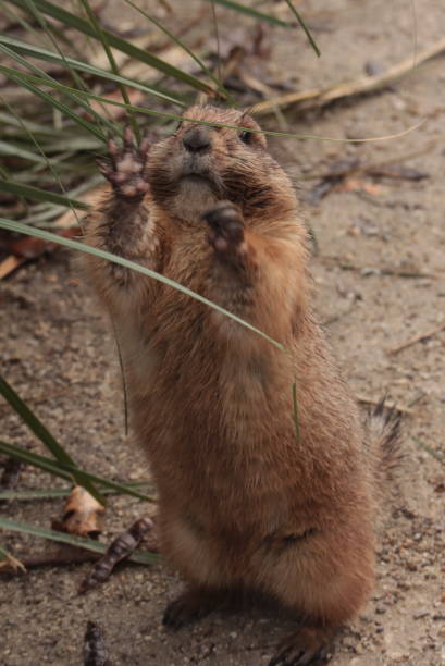 istock The spermophilus citellus gopher, ground squirrel, cute Brown animal 1143212541