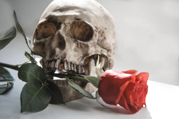 istock A human skull with a red rose in its teeth on a white background illuminated by light from the window. Props for Gothic photo shoot and Halloween, skull, rose and black gloves 1143212591