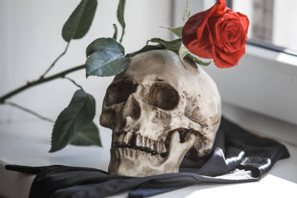 istock A human skull with a red rose in its teeth on a white background illuminated by light from the window. Props for Gothic photo shoot and Halloween, skull, rose and black gloves 1143212592