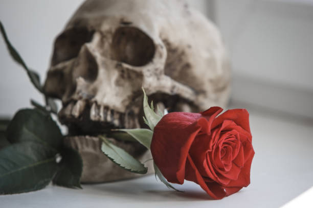 A human skull with a red rose in its teeth on a white background illuminated by light from the window. Props for Gothic photo shoot and Halloween, skull, rose and black gloves