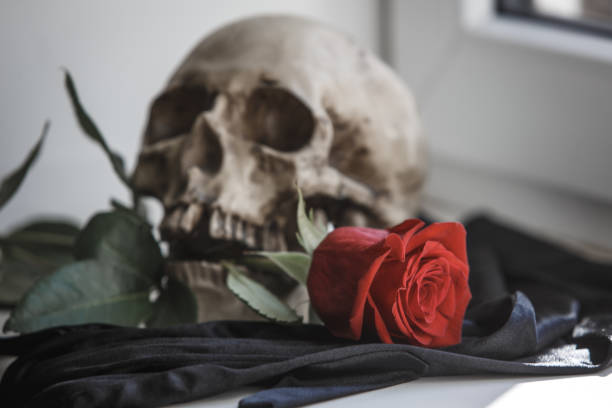 istock A human skull with a red rose in its teeth on a white background illuminated by light from the window. Props for Gothic photo shoot and Halloween, skull, rose and black gloves 1143212596