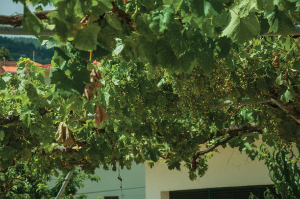videiras frondosas com os grupos de uva no pátio - unready - fotografias e filmes do acervo