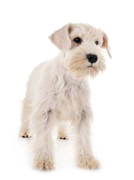 istock puppy white miniature schnauzer 1143213776