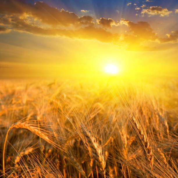 istock wheat field in a rays of sun 1143215449