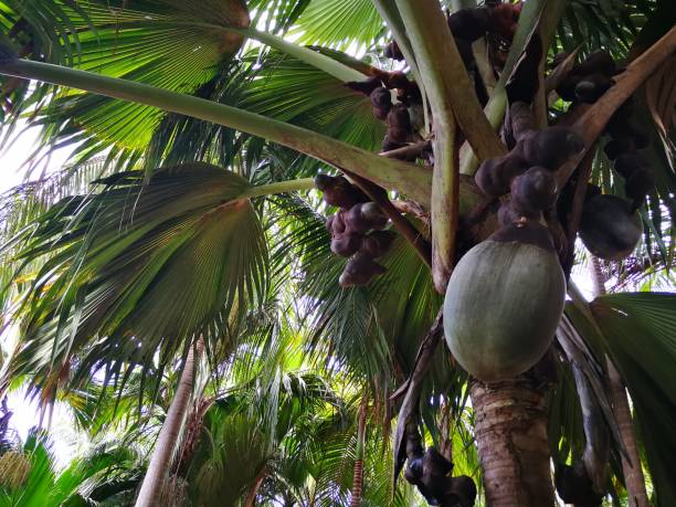 istock Coco de Mer fruit on Seychelles Islands 1143216960
