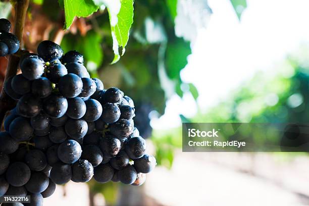 Weintrauben Am Weinstock Stockfoto und mehr Bilder von Afrika - Afrika, Ausgebleicht, Blatt - Pflanzenbestandteile