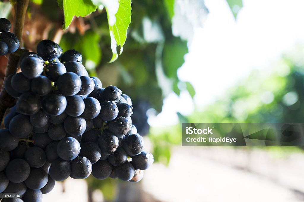 Raisin sur la vigne - Photo de Afrique libre de droits