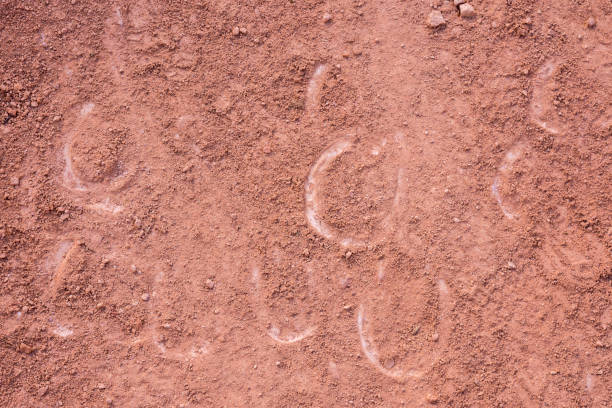 istock horse footprints on trail in bryce canyon landscape 1143222916