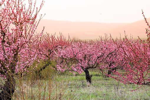 peach bloom garden view  background - Image