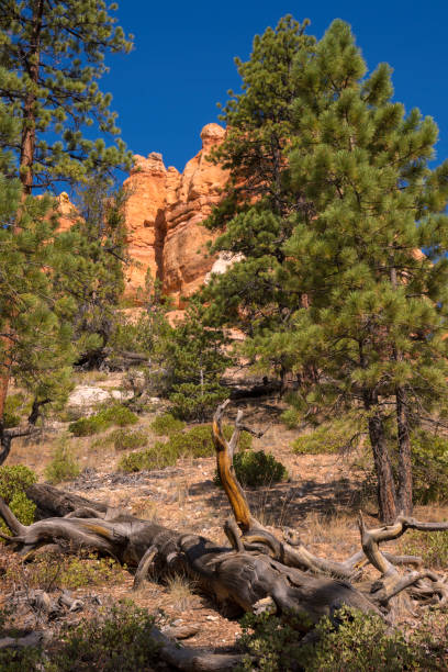 istock trail and trees in bryce canyon landscape 1143223803
