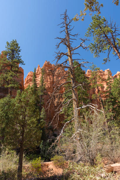 istock trail and trees in bryce canyon landscape 1143223865