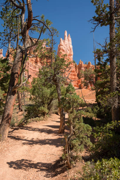 istock trail and trees in bryce canyon landscape 1143223882