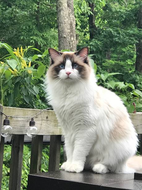 Rag doll Cat Our gorgeous cat! ragdoll cat stock pictures, royalty-free photos & images