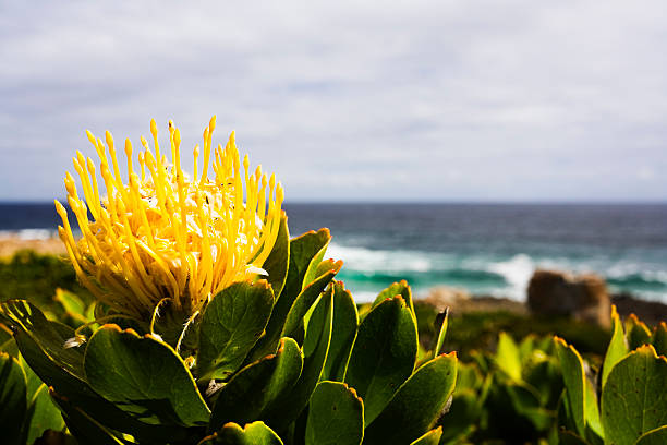 Protea at the seaside  fynbos photos stock pictures, royalty-free photos & images
