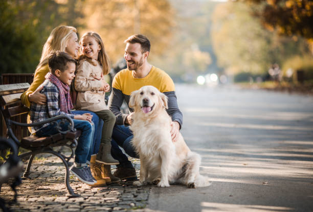 Happy family relaxing on a park bench with their retriever in autumn day. Young happy family relaxing while spending an autumn day with their dog in the park. park bench photos stock pictures, royalty-free photos & images