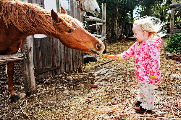 feeding a horse by hand