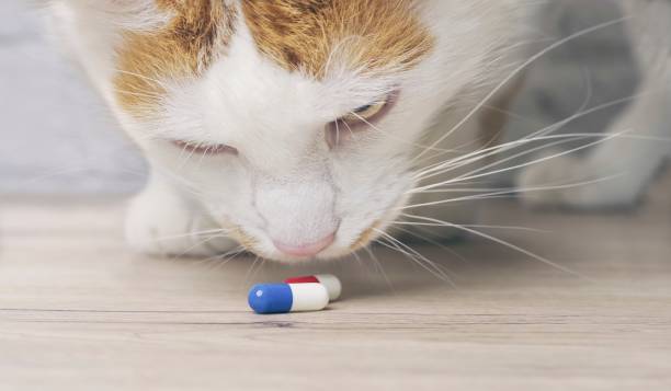 istock Tabby cat looking curious to medicine capsules on the table. 1143231669