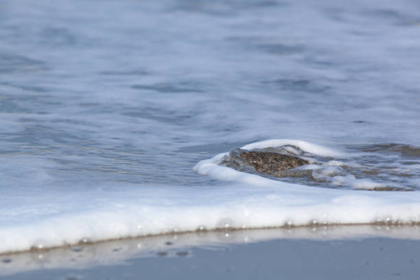 istock Stone in the sea 1143231859