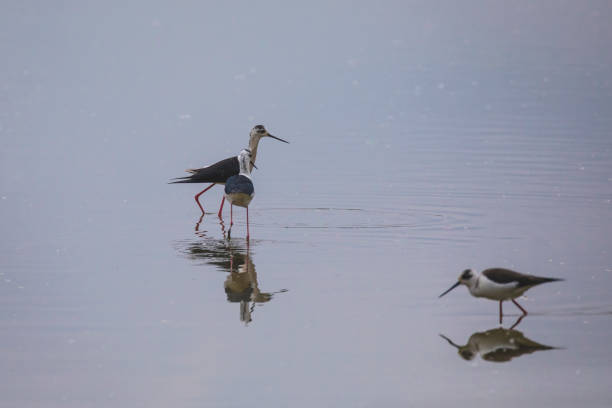 istock Winged stilts in a protected nature reserve 1143231902