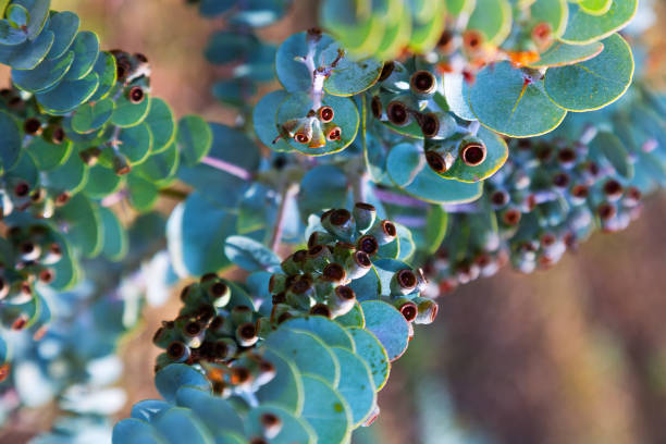 istock Eucalyptus krueseana plant 1143231967