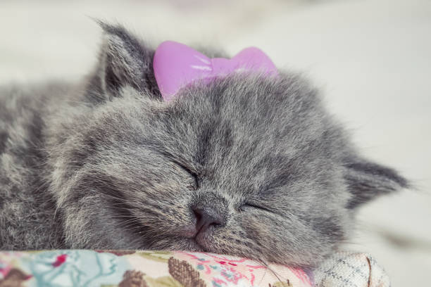 istock the little, gray kitten sleeps 1143233176