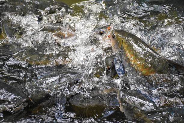 mahseer barb hunting - neolissochilus stracheyi imagens e fotografias de stock