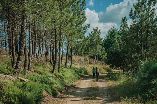 La gente senderismo en camino de tierra a través del paisaje con árboles photo