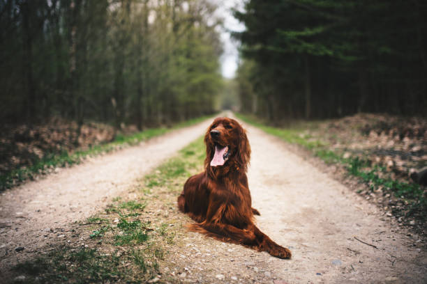 Beautiful young irish setter lie on a ground in the forest. Hunting dog in a nature. Concept of pets. Beautiful young irish setter lie on a ground in the forest. Hunting dog in a nature. Concept of pets. irish setter puppy stock pictures, royalty-free photos & images
