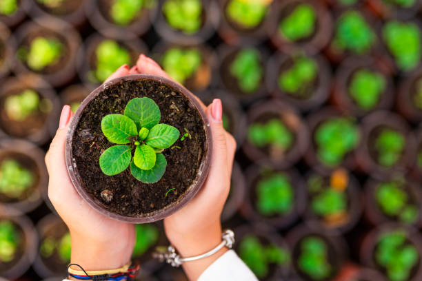 houseplants comerciais do cultivo em uma estufa - flower pot gardening glove glove protective glove - fotografias e filmes do acervo