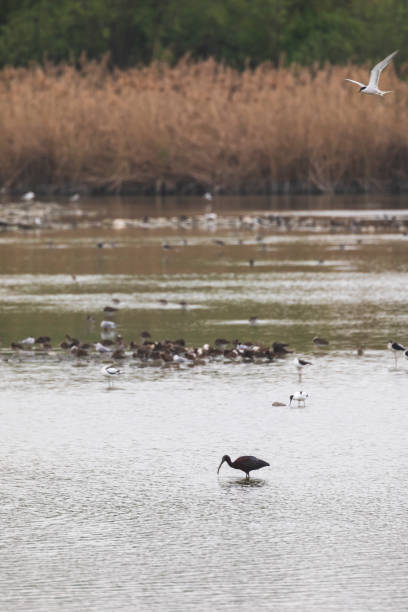 istock Protected nature reserve full of birds 1143236643