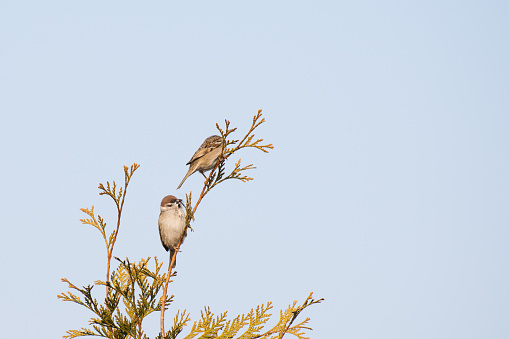 two birds are sitting on a branch.two sparrows against the blue sky