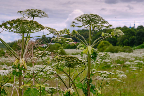 istock big tall, very harmful, fast-growing weed - hogweed. The field is completely overgrown with a plant with tall stems about 3-4 meters tall. Very dangerous to human health. Able to cause burns. 1143237781