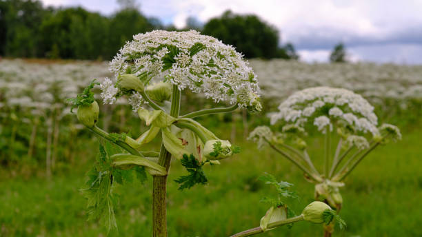 istock big tall, very harmful, fast-growing weed - hogweed. The field is completely overgrown with a plant with tall stems about 3-4 meters tall. Very dangerous to human health. Able to cause burns. 1143237802