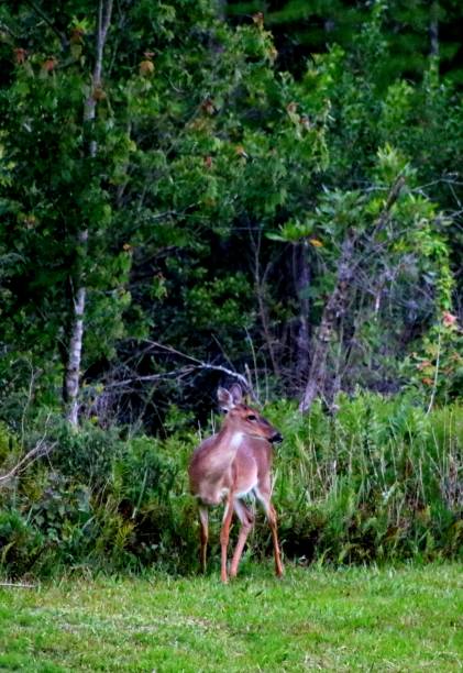 istock Deer at the edge of the Forest 1143237827