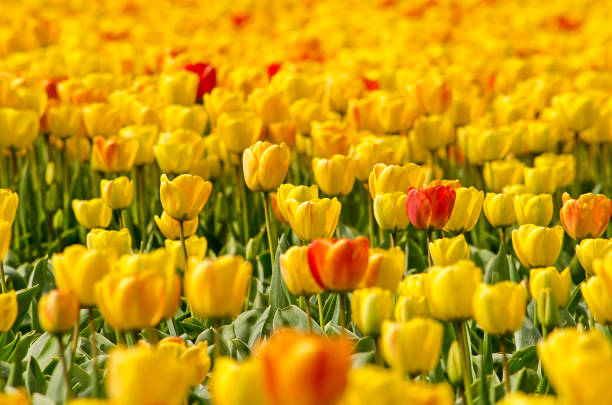 istock Yellow tulips in a field in Holland 1143237866