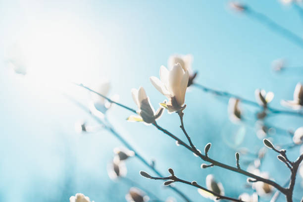 fleurs de magnolia sur le fond bleu de ciel - spring magnolia flower sky photos et images de collection