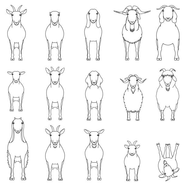 коза пород линии искусства набор - la mancha stock illustrations