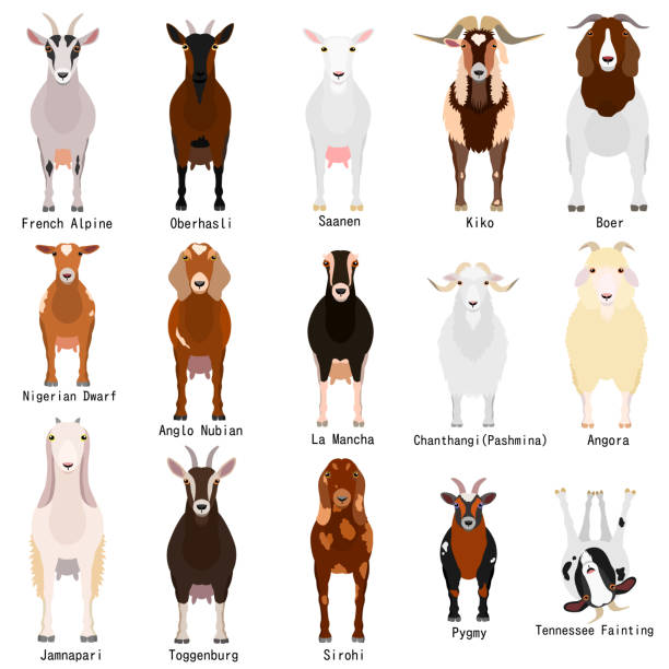 goats chart with breeds name goats chart with breeds name pashmina stock illustrations