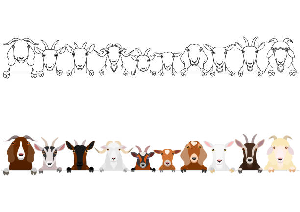 różne kozy głowy border set - angora wool stock illustrations