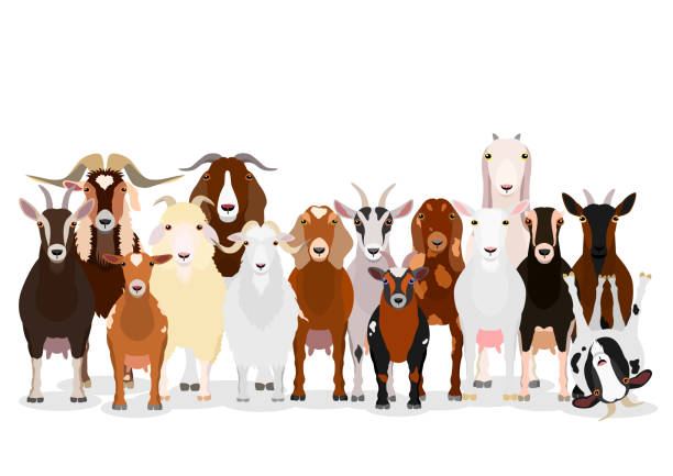 grupa kóz - angora wool stock illustrations