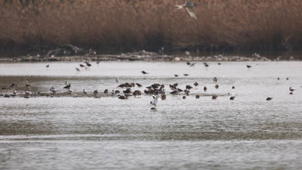 istock Protected nature reserve full of birds 1143239780