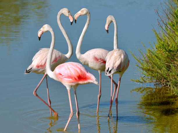 istock Four flamingos in Camargue 1143241682
