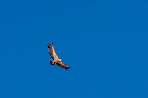 grifone on a mountain peak - griffon vulture imagens e fotografias de stock