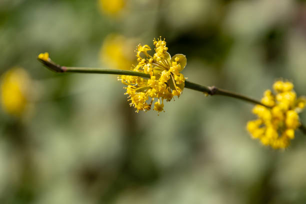 istock Beautiful twig with bright yellow flowers cornelian cherry blossom 1143243962