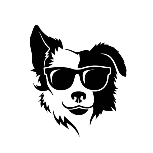 Border Collie Dog Wearing Sunglasses Isolated Vector Illustration Stock  Illustration - Download Image Now - iStock